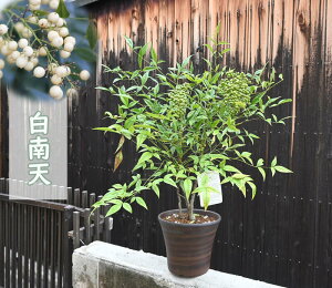 VN͉N̗ǂA2025N̔A V  V ie NǂVA