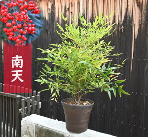 2025NNłjA V Ԏ ԓV ie Nǂ@ԎV