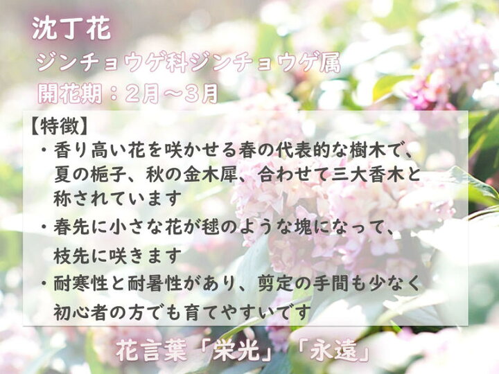 楽天市場 23年３月開花いい香りの 沈丁花 鉢植え 赤花 ジンチョウゲ 花の香り 毎年３月開花 自然の香水 三大香木 初心者向け 生垣 園芸百貨店何でも揃うこぼんさい