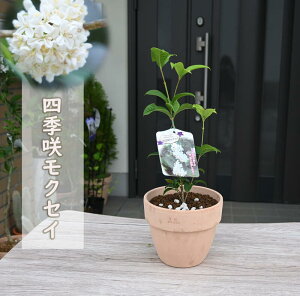 炫tƏHɍ炭 lG烂NZC ؍ A lG炫 NZC eRb^