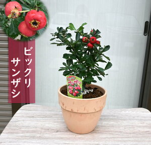 Ԕ 2025N12܂ŎtTUV rbNTUV A W{TUV eRb^ Rq