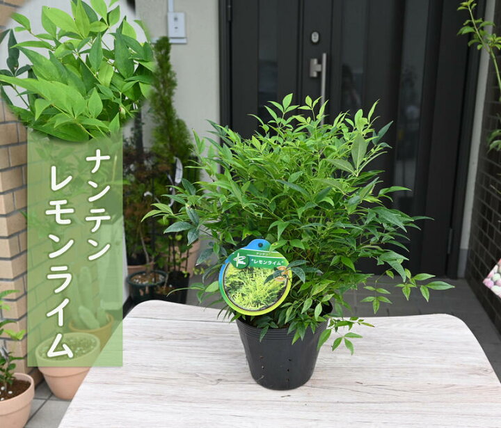 楽天市場 南天 レモンライム 苗木 ナンテン 縁起が良い 園芸百貨店何でも揃うこぼんさい