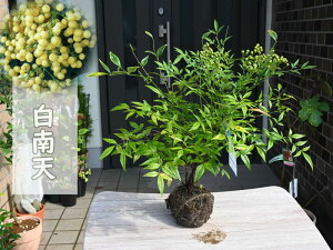 苗木 白南天 白実 南天 ナンテン 寝巻苗 縁起が良い