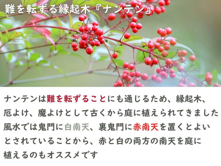 楽天市場 鉢植え 南天 赤実 赤南天 ナンテン 縁起が良い 園芸百貨店何でも揃うこぼんさい