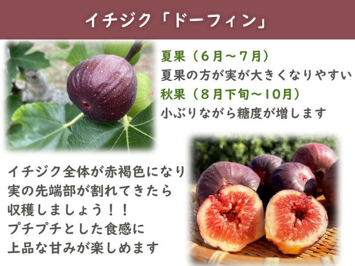 楽天市場】果樹 いちじく ドーフィン 鉢植え 無花果 挿し木 3年生 