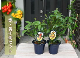 プレゼントに鉢植え2025年は縁起の良い実物2025年1月頃まで実付きです赤・黄千両苗 2本セット赤千両黄千両縁起物千両 セット