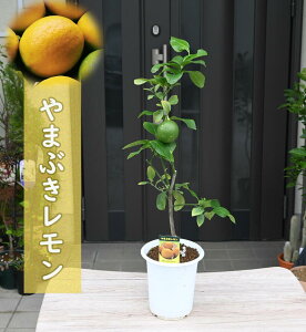 c ܂Ԃ ʎ EG@ŎňĂ郌Ƀ`W