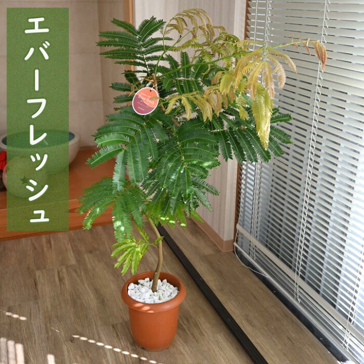 楽天市場】観葉植物 エバーフレッシュ アカサヤネムノキ インテリア 