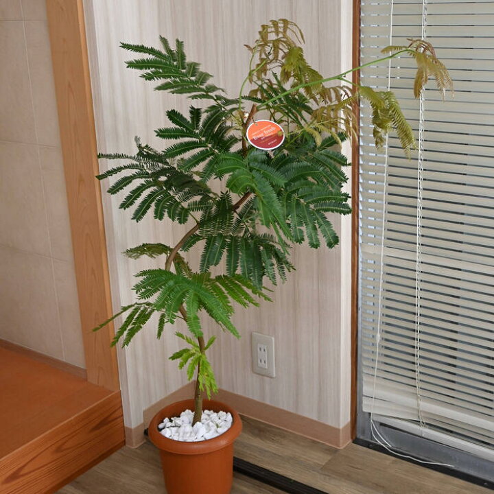 楽天市場】観葉植物 エバーフレッシュ アカサヤネムノキ インテリア 