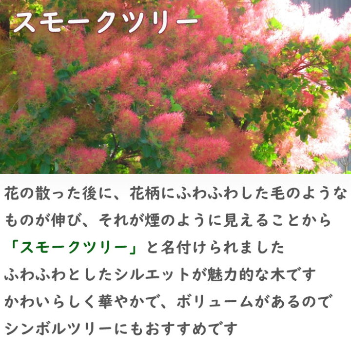 楽天市場 スモークツリー 苗木 ピンクパール ケムリノキ 園芸百貨店何でも揃うこぼんさい
