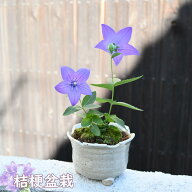 ミニ盆栽花鉢 桔梗 盆栽　キキョウ2025年7月頃開花　きれいな桔梗が楽しめます