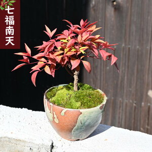 ちいさな幸せ2025年七福 南天 鉢植え ナンテン 縁起が良い 盆栽 南天ミニ盆栽縁起物鉢植え