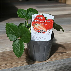 2025NNEW c ׂɂق C`S gق؁@ 䕁@ĂĐHׂ邠܂䕂y߂܂