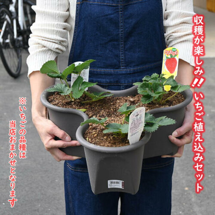 楽天市場】いちごを自分で育てて収穫2026年5月苺の収穫が楽しめます 