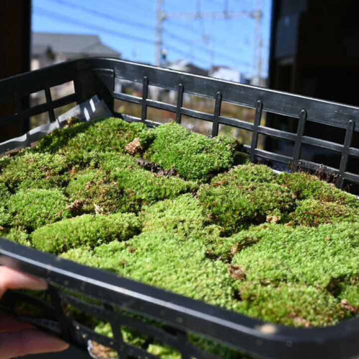 楽天市場】コケテラリウム用に 【苔】ヤマコケ 【山苔ヤマゴケ 1トレー 