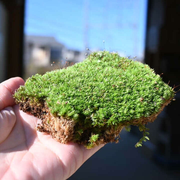 楽天市場】コケテラリウム用に 【苔】ヤマコケ 【山苔ヤマゴケ 1トレー 