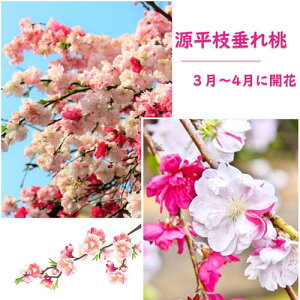 }\ԊyV|Cg2{2026N4{`5ɊJԂ߂̂߂ł꓍ԕcł ni yQyCz}꓍ԓؕc ڂؕcy炫̌