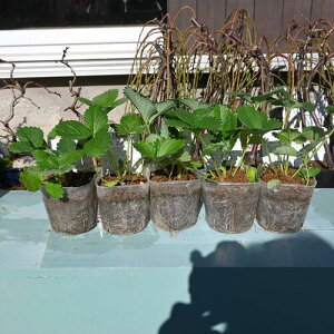 lx_͔|`WĂ悤C`Sc5c ڂ5Zbg  ڂ䕕c