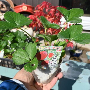 lx_͔|`WĂ悤C`Sc ڂ ڂ䕕c