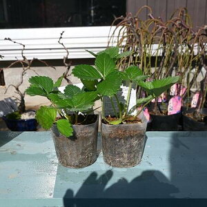 lx_͔|`WĂ悤C`Sc2c  ڂ䕕c