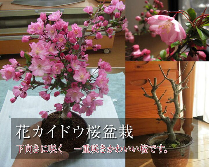 楽天市場 母の日ギフトお誕生日プレゼントにハナカイドウ22年5月中頃開花盆栽盆栽 花海棠 ハナカイドウ盆栽お誕生日プレゼントに鉢花を贈る 園芸百貨店何でも揃うこぼんさい 楽天市場 母の日ギフトお誕生日プレゼントにハナカイドウ22年5月中頃開花盆栽盆栽 花海棠 ハナカイドウ盆栽お誕生日プレゼントに鉢花を贈る 園芸百貨店何でも揃うこぼんさい