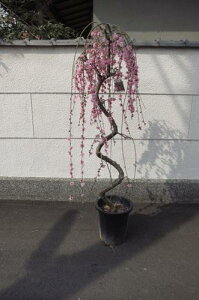 �傫�ȕc������~2026�N�J�Ԏ}����~���X���X�X���@���d������~�@���� ������Y��Ȃ�����~���@������̔~�ł����Ɂ@����܂��B�@�@�@�}����~�@�V�_���~�@��� �@�ԉ肪�@300��ȏ゠