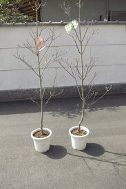 2024年4月開花ハナミズキ苗自宅のシンボルツリー　はなみずき花水木シンボルツリー 【ハナミズキ 苗木】　紅と白ハナミズキ2本セット　贈り物に紅白の　　花ミズキ 1.2Mの大苗です。