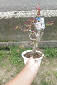 盆栽苗　鉢植え：花海棠ハナカイドウポット苗　2024年4月開花予定苗