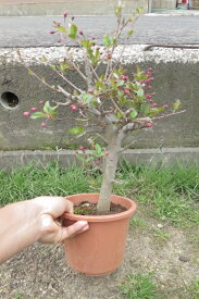 盆栽向き　花海棠桜ハナカイドウ桜　ポット苗　鉢植えサイズ　2023年4月頃開花