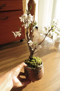 ソメイヨシノ 桜 盆栽 植木の人気商品 通販 価格比較 価格 Com