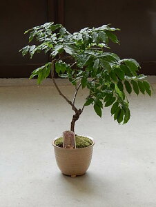 植木 盆栽 藤の人気商品 通販 価格比較 価格 Com
