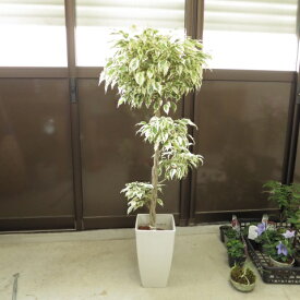 楽天市場 ベンジャミン スターライト 花 ガーデン Diy の通販