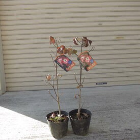 ハナミズキ苗　2本鉢植え向け　苗　花ナミズキピンク花　　2本　　ハナミズキジュニアミス