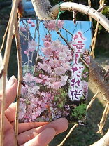 楽天市場】しだれ桜 苗木の通販