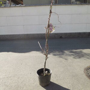 ����c ��