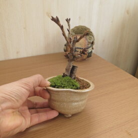 楽天市場 山桜 盆栽の通販