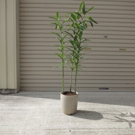 楽天市場 カサブランカ 鉢植え 母の日 花 観葉植物 花 ガーデン Diy の通販