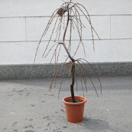 楽天市場 盆栽 梅盆栽 しだれ梅の剪定と 育て方 園芸百貨店何でも揃うこぼんさい 楽天市場 盆栽 梅盆栽 しだれ梅の剪定と 育て方 園芸百貨店何でも揃うこぼんさい