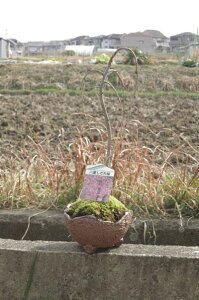しだれ桜 盆栽 植木の人気商品 通販 価格比較 価格 Com