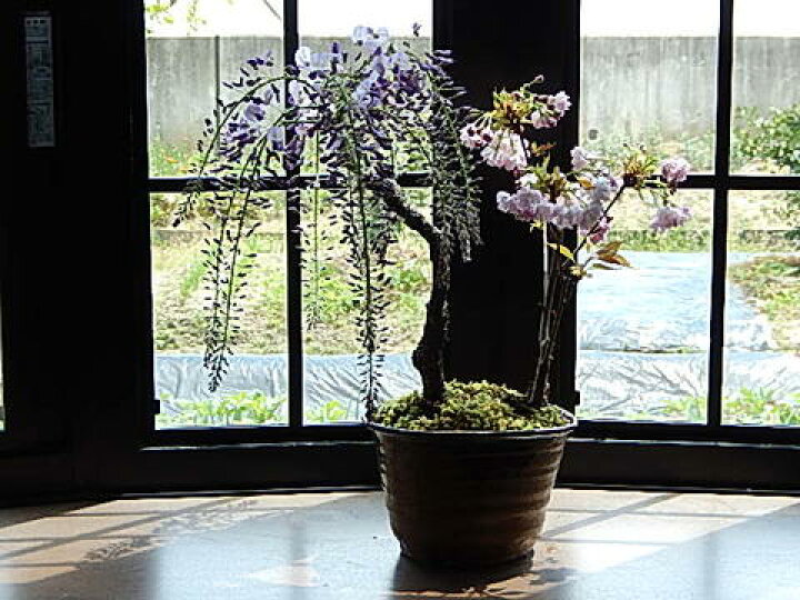 楽天市場 ギフト 22年4月開花予定藤と桜の寄せ植え盆栽藤と桜の開花は四月中頃より開花します 藤盆栽 手作り信楽鉢入り 園芸百貨店何でも揃うこぼんさい