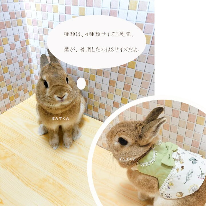楽天市場 送料無料 うさぎ ハーネス モルモット 専用 かわいい メルヘン ふんわり うさんぽ ウサギ 洋服 ドレス ハーネス ドッグ 散歩 お出かけ お出掛け 服 ウェア 脱走防止 悪戯防止 結婚式 撮影 ネザーランドドワーフ ギフト S M L Minimini