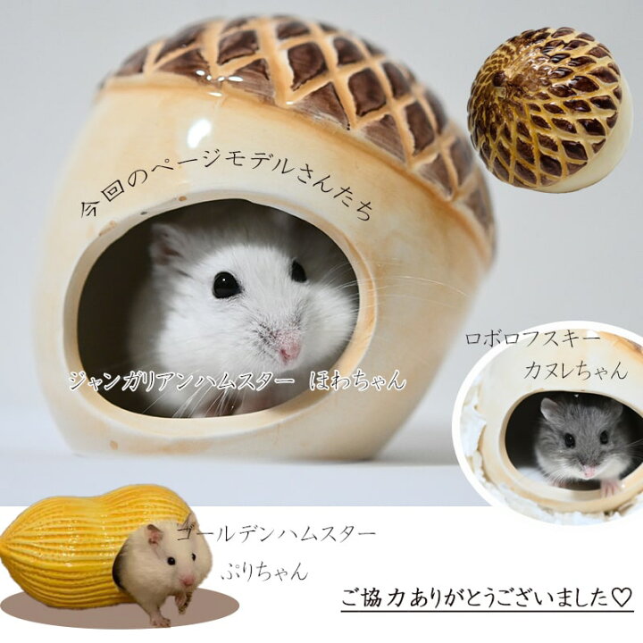 楽天市場 送料無料 ハムスター 陶器 暑さ対策 夏 ゴールデンハムスター ドワーフ ハウス 小屋 砂遊び ひんやり ハウス おしゃれ どんぐり クルミ ピーナツ 小動物 ジャンガリアン ロボロフスキー ギフト Minimini