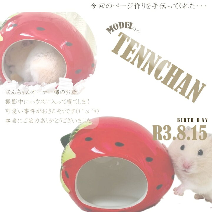 楽天市場 送料無料 ハムスター ハウス 陶器 かわいい フルーツ ハウス ドワーフハムスター ゴールデンハムスター 陶器 寝床 洗える 清潔 ゲージ ケージ インテリア 夏 暑さ対策 冷たい ハウス いちご すいか おうち Minimini