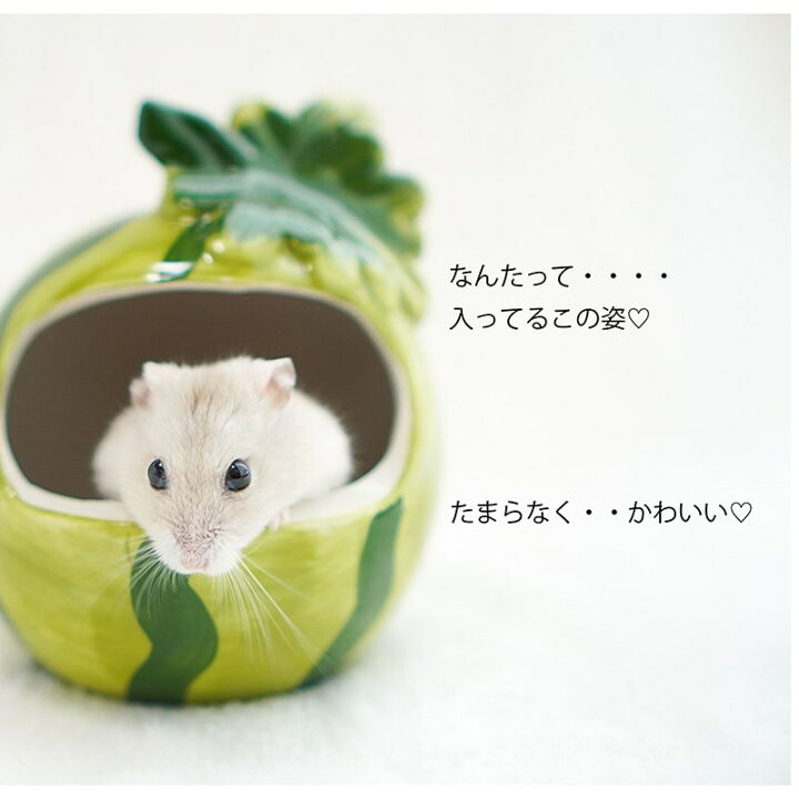 楽天市場 本州宅急便 送料無料 ハムスター 陶器 かわいい 暑さ対策 洗える セラミック 寝床 小屋 ハウス おうち ゴールデンハムスター ジャンガリアンハムスター ゲージ フルーツ いちご すいか カキ りんご Minimini