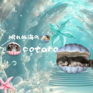 (}֔/) ``  ` 킢 ΍ Ђ nEX  Q[W P[W `` Lk  Q V oX[  bg nlY~ M