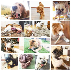 楽天市場 17cm 中型犬用 半割り エゾ鹿の角 犬 おやつ 無添加 ガム 国産 ペット ペットグッズ ドッグフード ガム 骨 ボーン 型 鹿の 角 硬い 長持ち おもちゃ 鹿角 角ガム るーららい