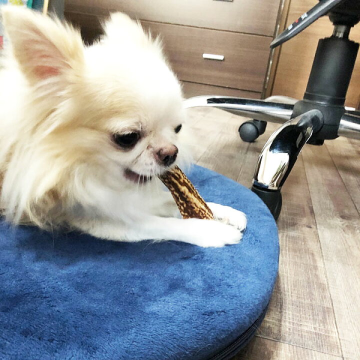 楽天市場 12cm 小型犬用 半割り エゾ鹿の角 犬 おやつ 無添加 ガム 国産 ペット ペットグッズ ドッグフード ガム 骨 ボーン 型 鹿の角 硬い 長持ち おもちゃ 鹿角 角ガム るーららい