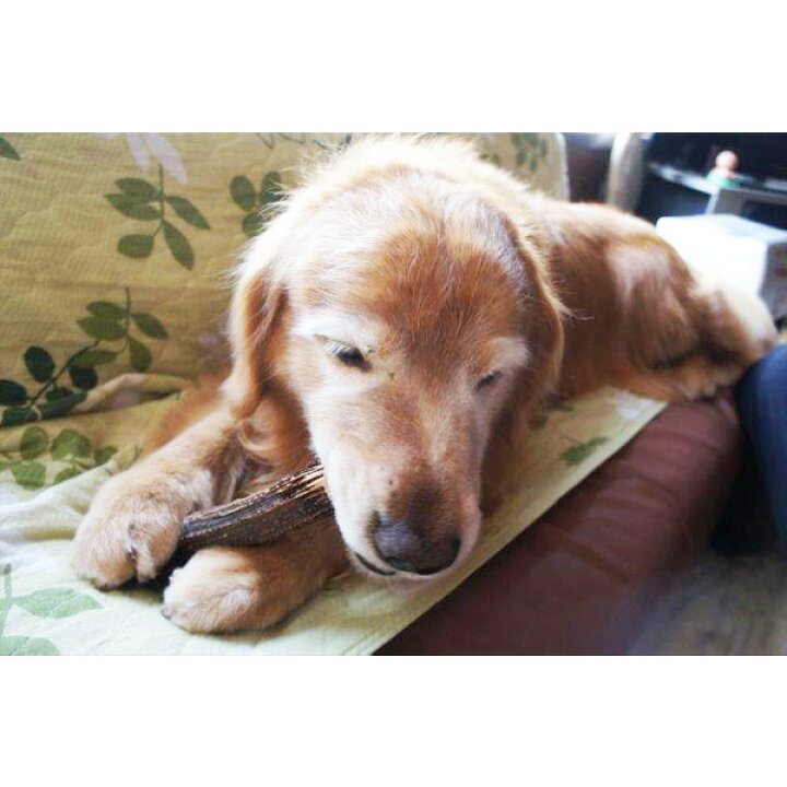楽天市場 22cm 大型犬用 エゾ鹿の角 犬 おやつ 無添加 ガム 国産 ペット ペットグッズ ドッグフード ガム 骨 ボーン 型 鹿の角 硬い 長持ち おもちゃ 鹿角 角ガム るーららい