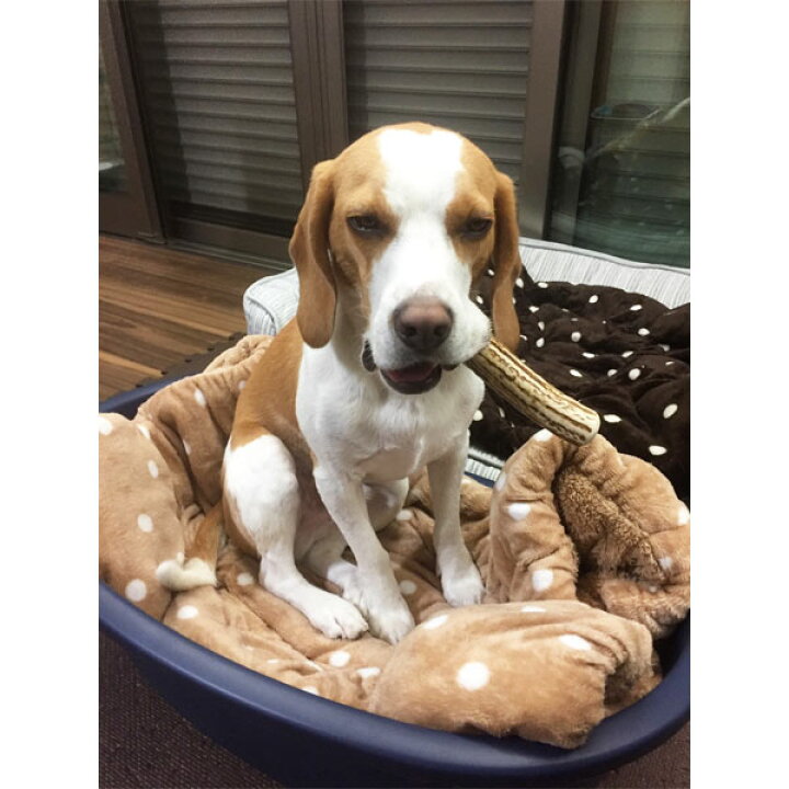 楽天市場 17cm 中型犬用 エゾ鹿の角 犬 おやつ 無添加 ガム 国産 ペット ペットグッズ ドッグフード ガム 骨 ボーン 型 鹿の角 硬い 長持ち おもちゃ 鹿角 角ガム るーららい