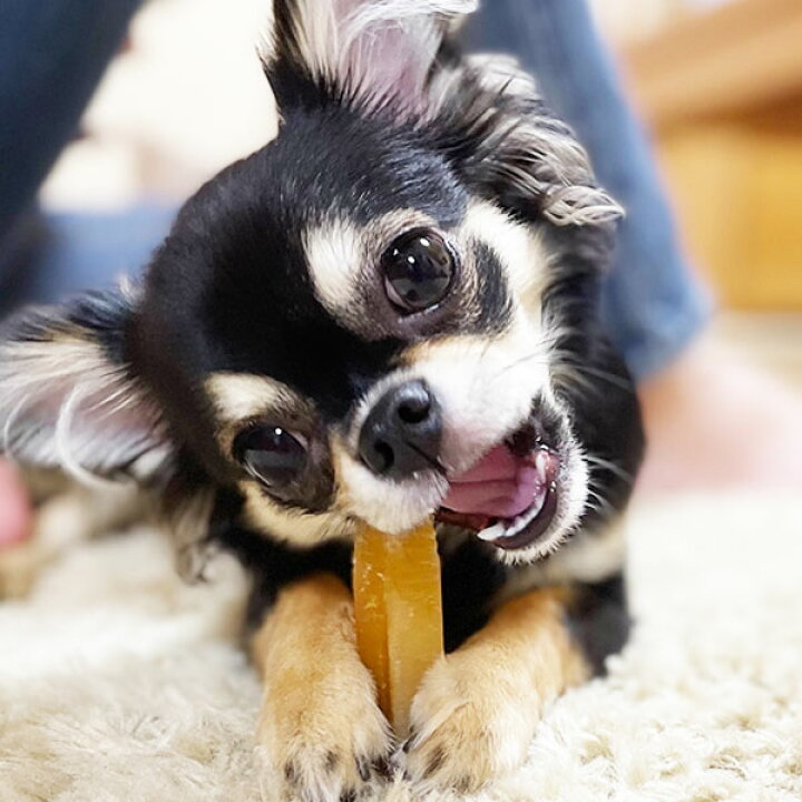 楽天市場 犬 おやつ チーズ 無添加 国産 ガジガジチーズバー 8cm 北海道 手作り ガム 長持ち 硬い ペット ペットグッズ 犬用品 ドッグフード おやつ チーズ ドッグチュルピ るーららい